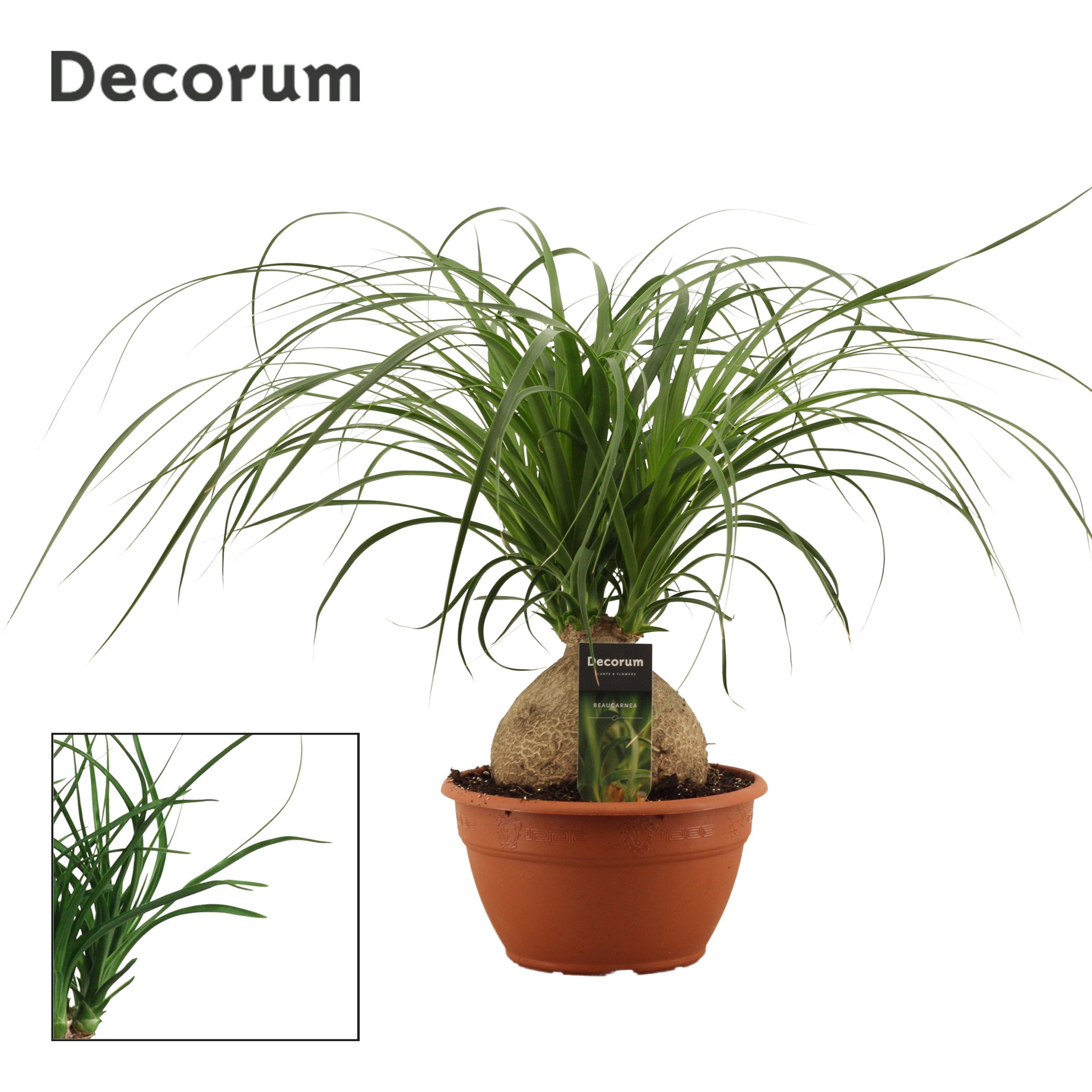 Горшечные цветы и растения оптом Beaucarnea Bol  (dec) от 3шт из Голландии с доставкой по России