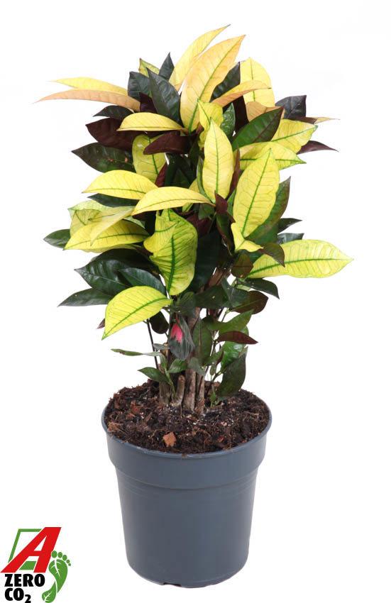 Горшечные цветы и растения оптом Codiaeum Mrs Iceton Branched от 1шт из Голландии с доставкой по России