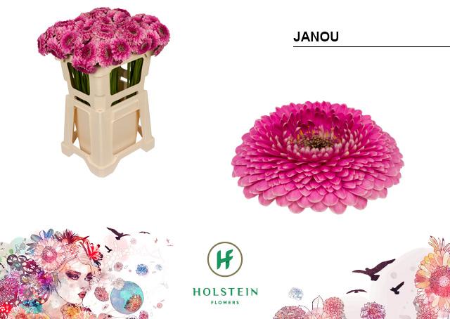 Срезанные цветы оптом Germini gerponi janou от 80шт из Голландии с доставкой по России