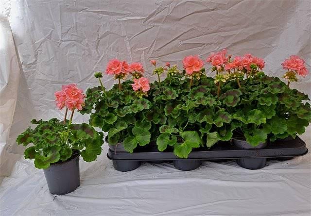 Горшечные цветы и растения оптом Pelargonium Zon Palais от 12шт из Голландии с доставкой по России