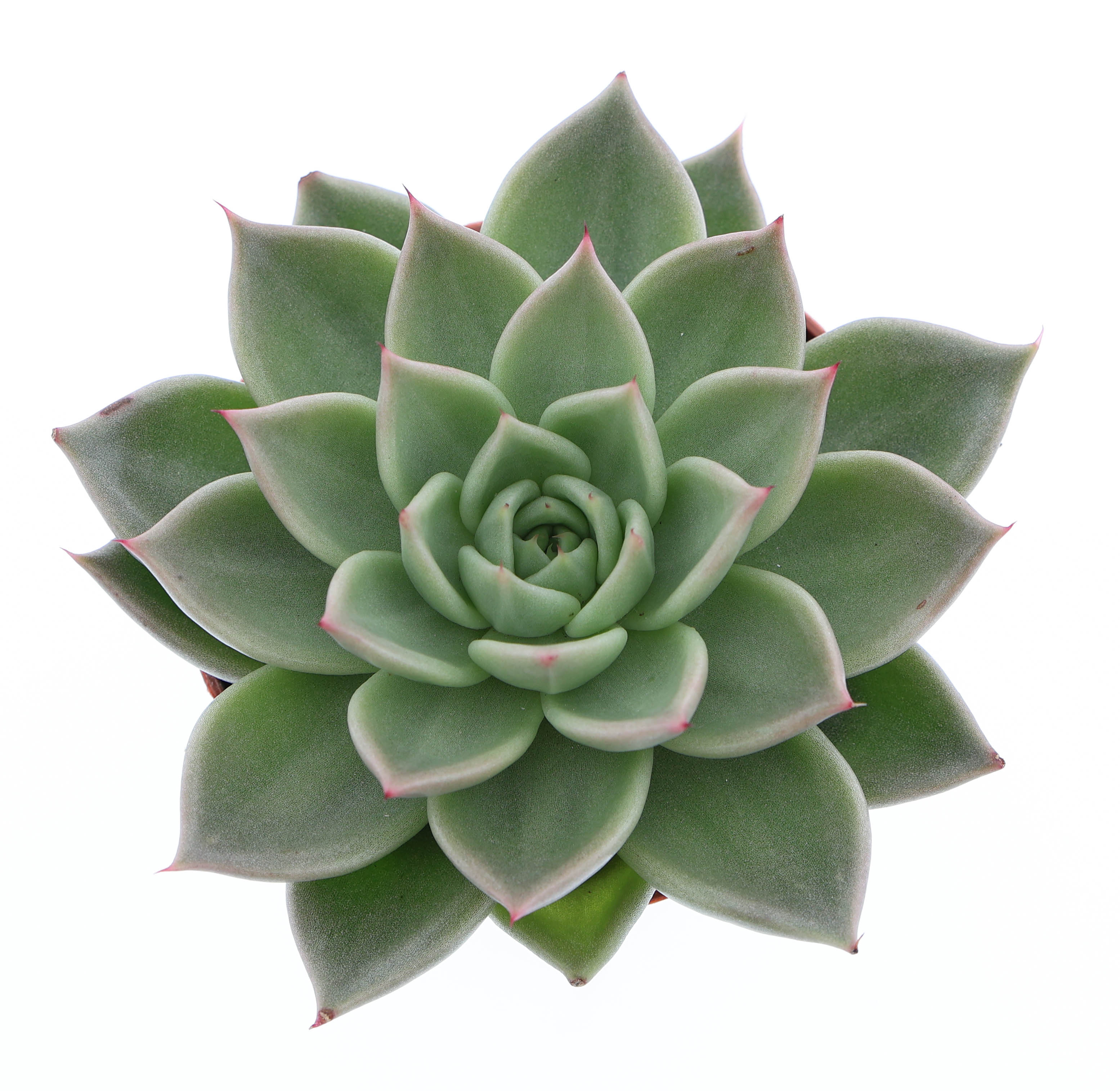 Горшечные цветы и растения оптом Echeveria Hybrid Arneb от 12шт (для телеги) из Голландии с доставкой по России