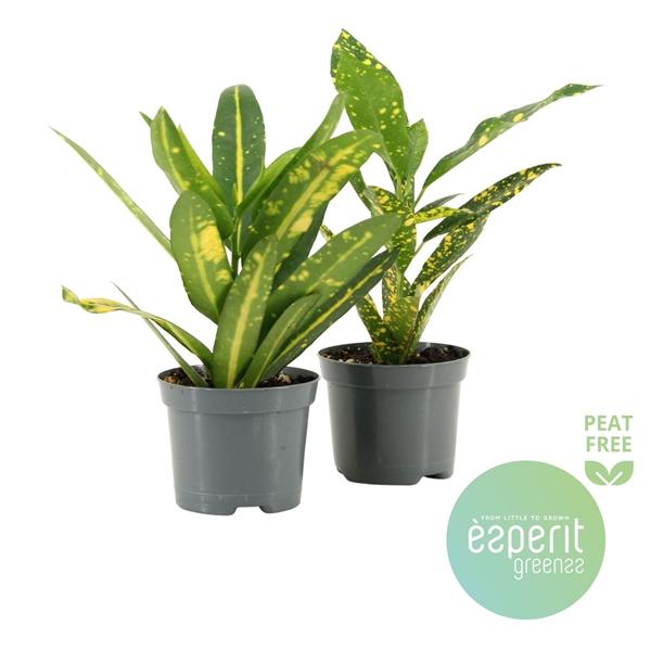 Горшечные цветы и растения оптом Codiaeum Mix 2srt от 21шт (для телеги) из Голландии с доставкой по России