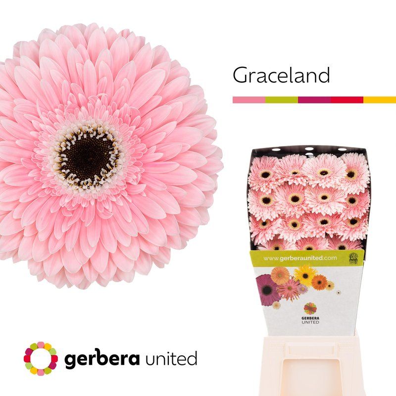 Срезанные цветы оптом Gerbera diamond graceland от 15шт из Голландии с доставкой по России