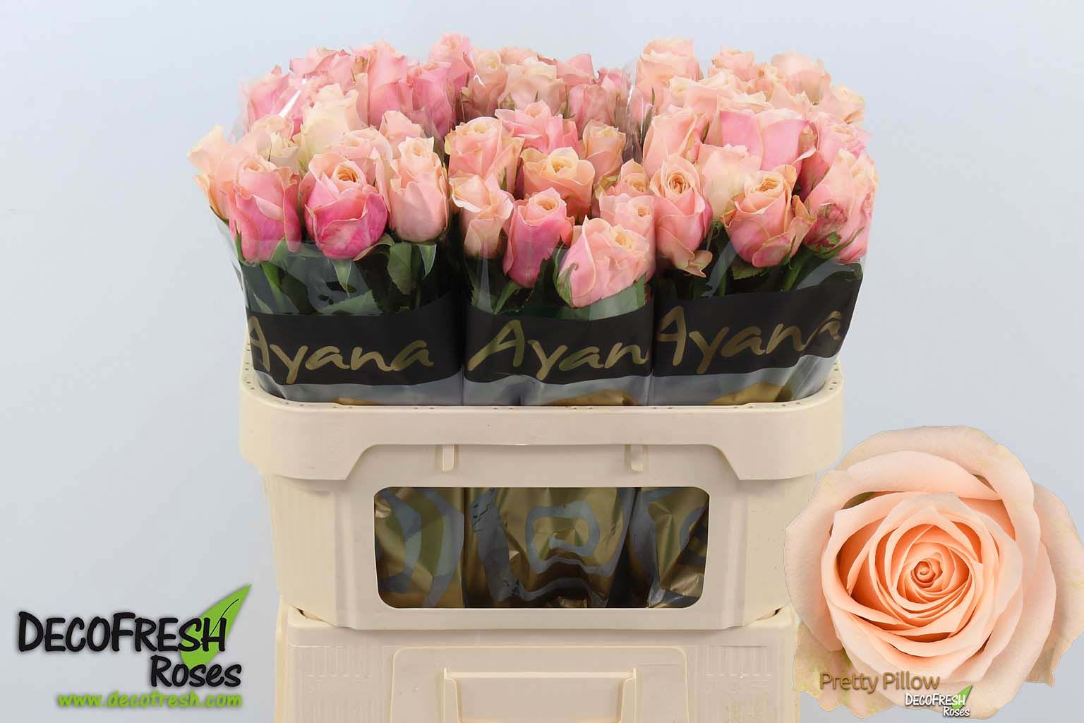 Срезанные цветы оптом Rosa large pretty pillow от 60шт из Голландии с доставкой по России