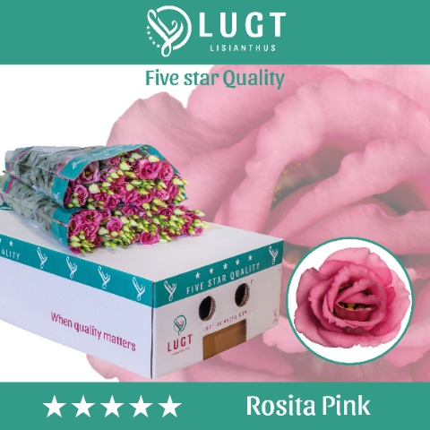 Срезанные цветы оптом Lisianthus do rosita pink от 60шт. из Голландии с доставкой по России