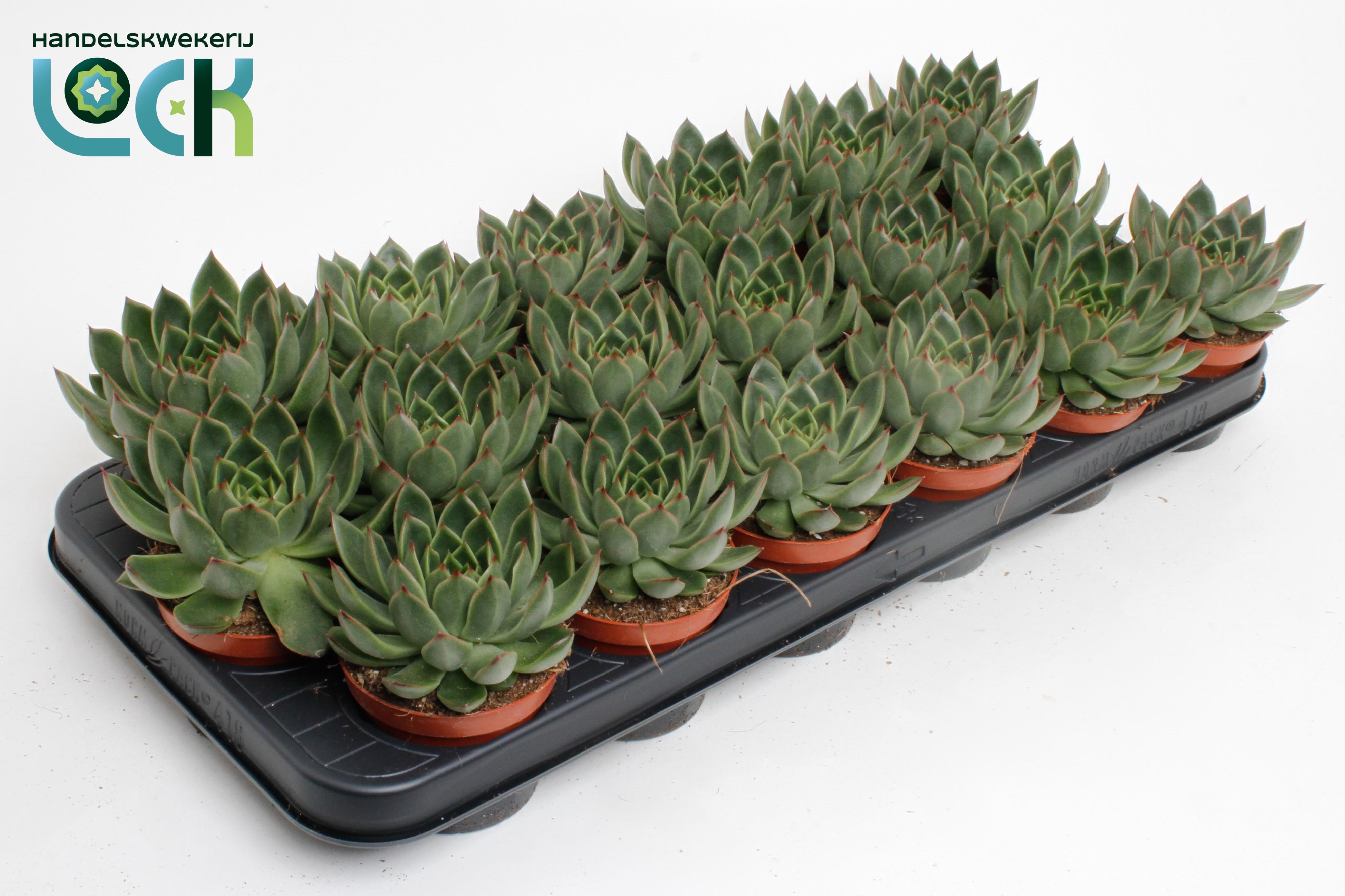 Горшечные цветы и растения оптом Echeveria Agavoides от 12шт (для телеги) из Голландии с доставкой по России