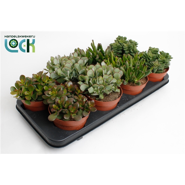Горшечные цветы и растения оптом Crassula Mix от 6шт из Голландии с доставкой по России