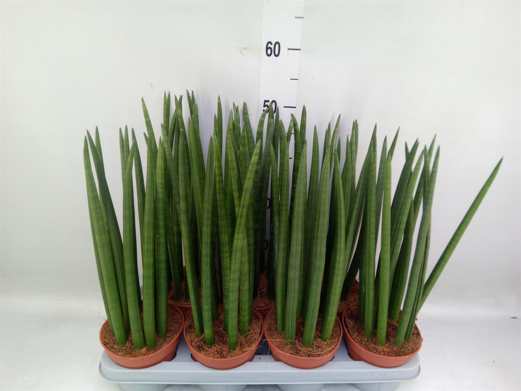 Горшечные цветы и растения оптом Sansevieria Cyl.  ... от 7шт из Голландии с доставкой по России