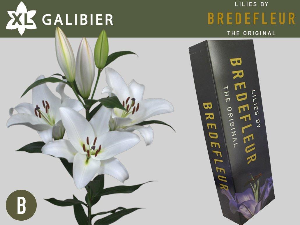 Срезанные цветы оптом Lilium or galibier от 40шт из Голландии с доставкой по России