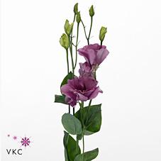 Срезанные цветы оптом Lisianthus do savanne so pink от 50шт из Голландии с доставкой по России Срезанные цветы оптом Lisianthus do savanne so pink от 50шт из Голландии с доставкой по России