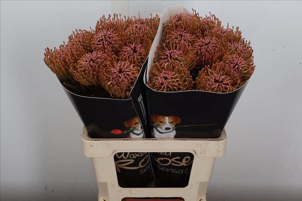 Срезанные цветы оптом Nutans wax classic pink от 20шт из Голландии с доставкой по России