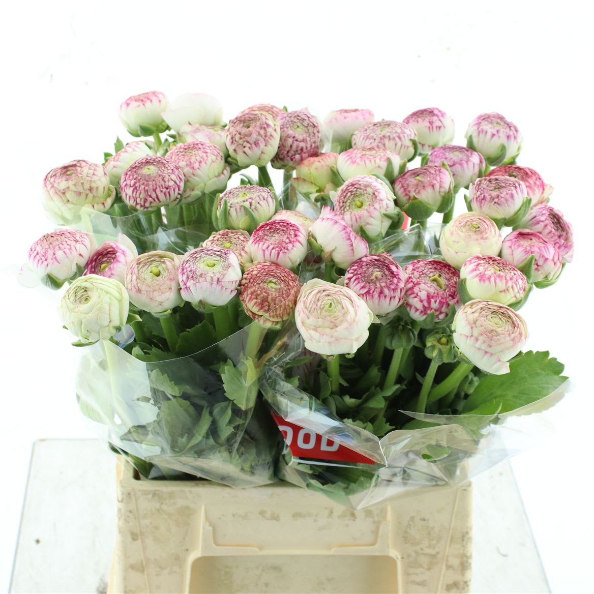 Срезанные цветы оптом Ranunculus azur pink stripe от 70шт из Голландии с доставкой по России