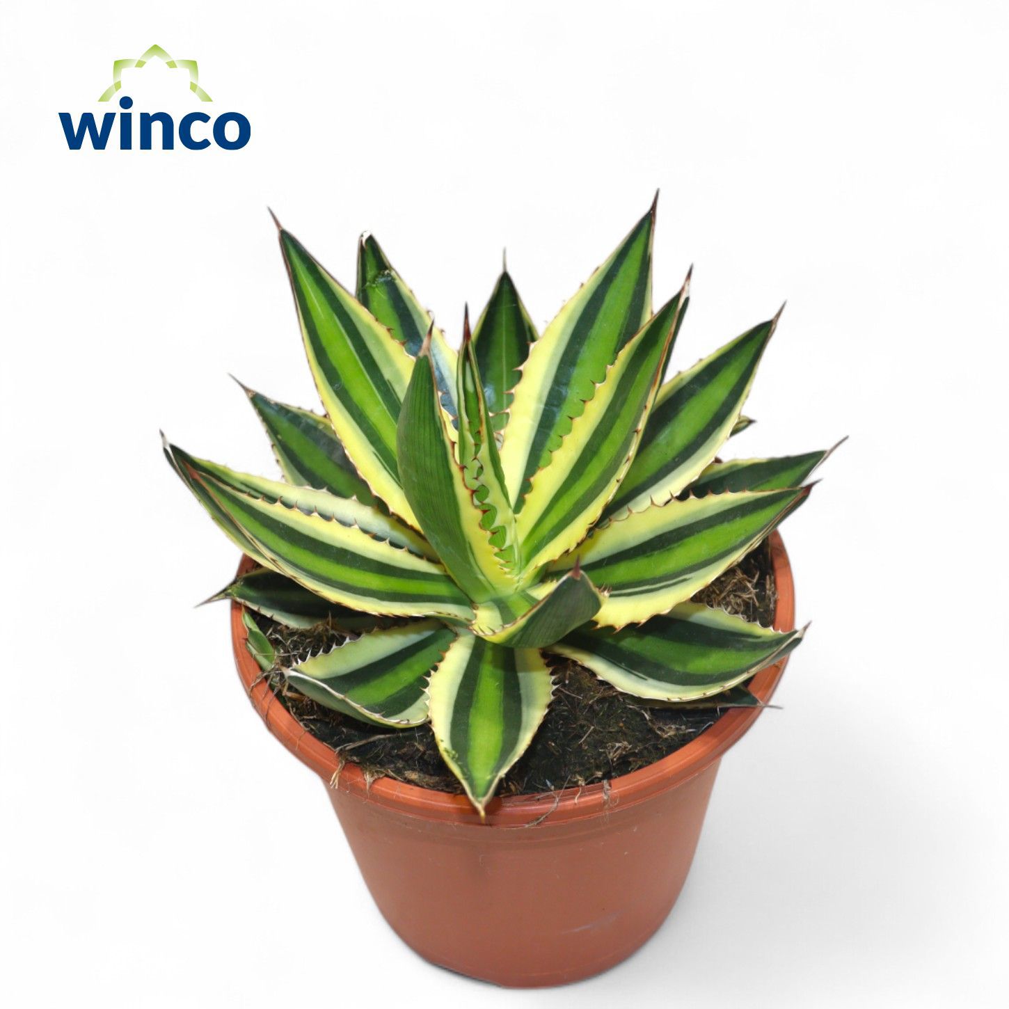 Горшечные цветы и растения оптом Agave Ov от 4шт из Голландии с доставкой по России