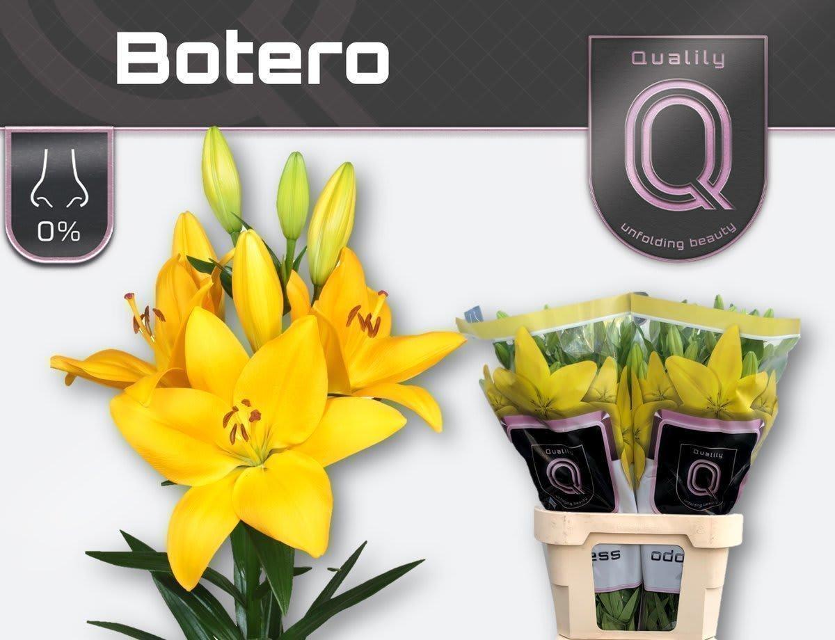 Срезанные цветы оптом Lilium la botero от 60шт из Голландии с доставкой по России