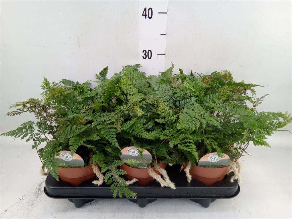 Горшечные цветы и растения оптом Humata Grif Tyerman от 6шт из Голландии с доставкой по России