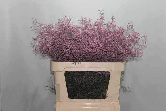 Срезанные цветы оптом Limonium paint pink light от 50шт. из Голландии с доставкой по России