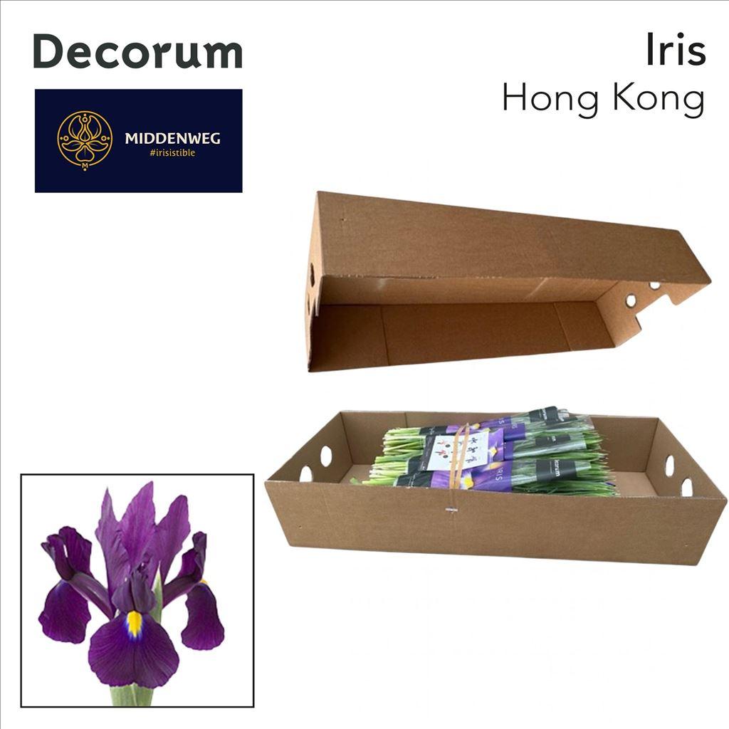 Срезанные цветы оптом Iris hong kong от 500шт из Голландии с доставкой по России