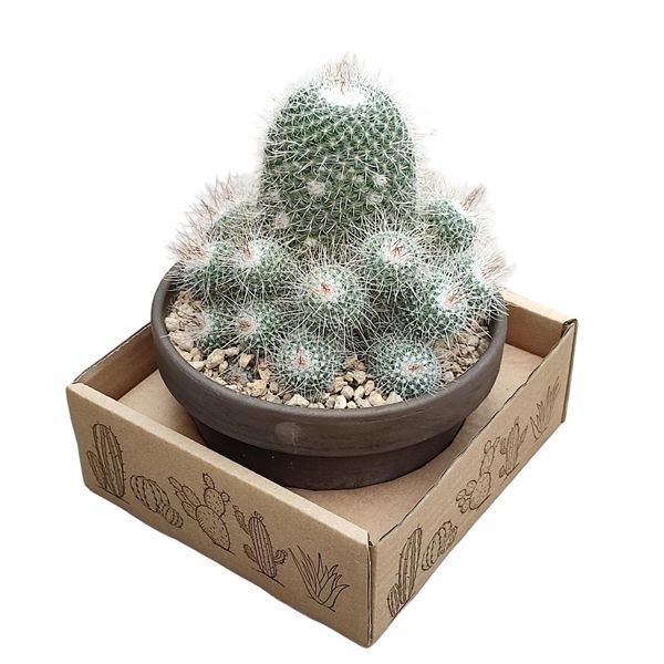 Горшечные цветы и растения оптом Mammillaria Geminispina Nobilis Terracotta от 1шт из Голландии с доставкой по России