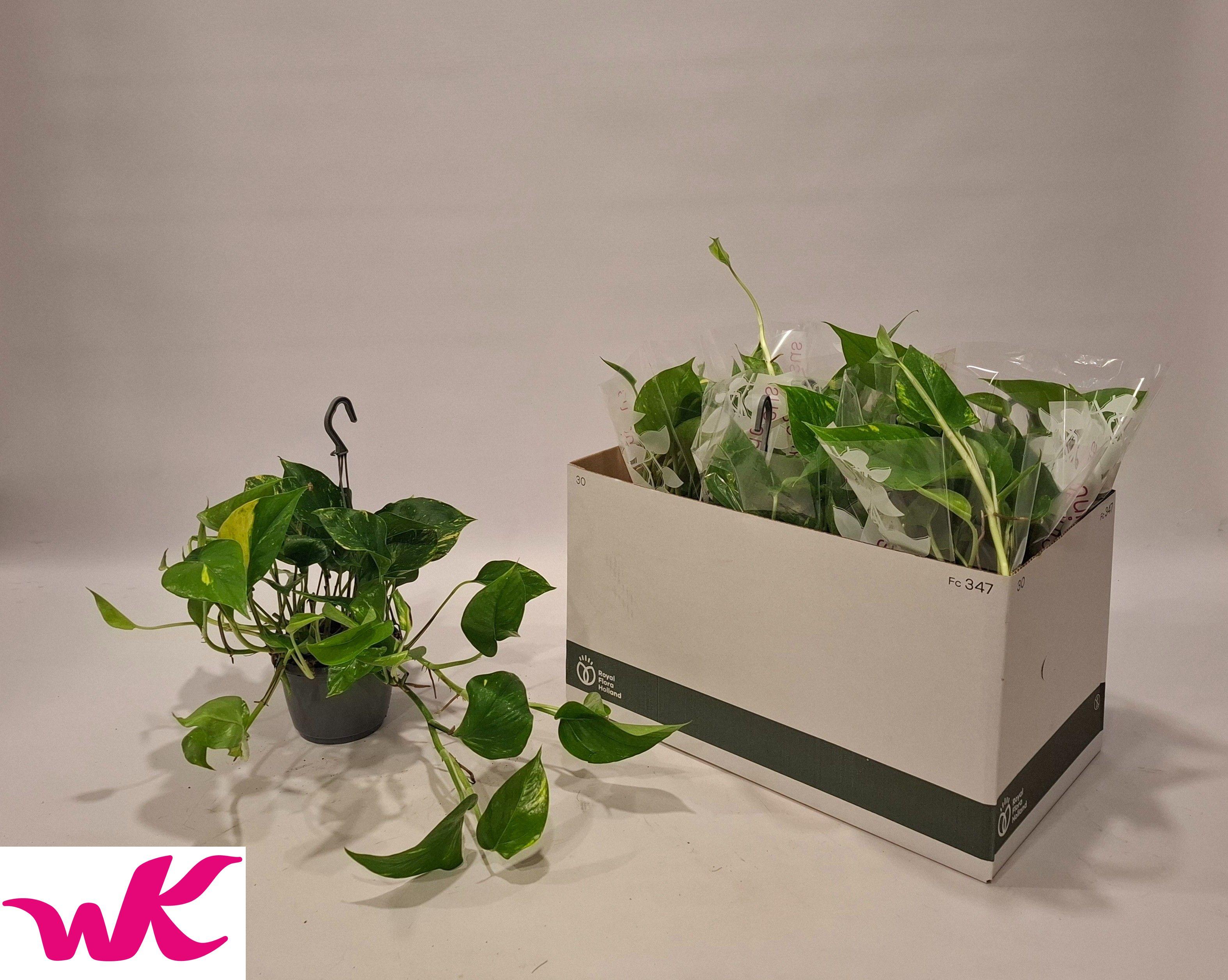 Горшечные цветы и растения оптом Epipr Hang от 6шт из Голландии с доставкой по России