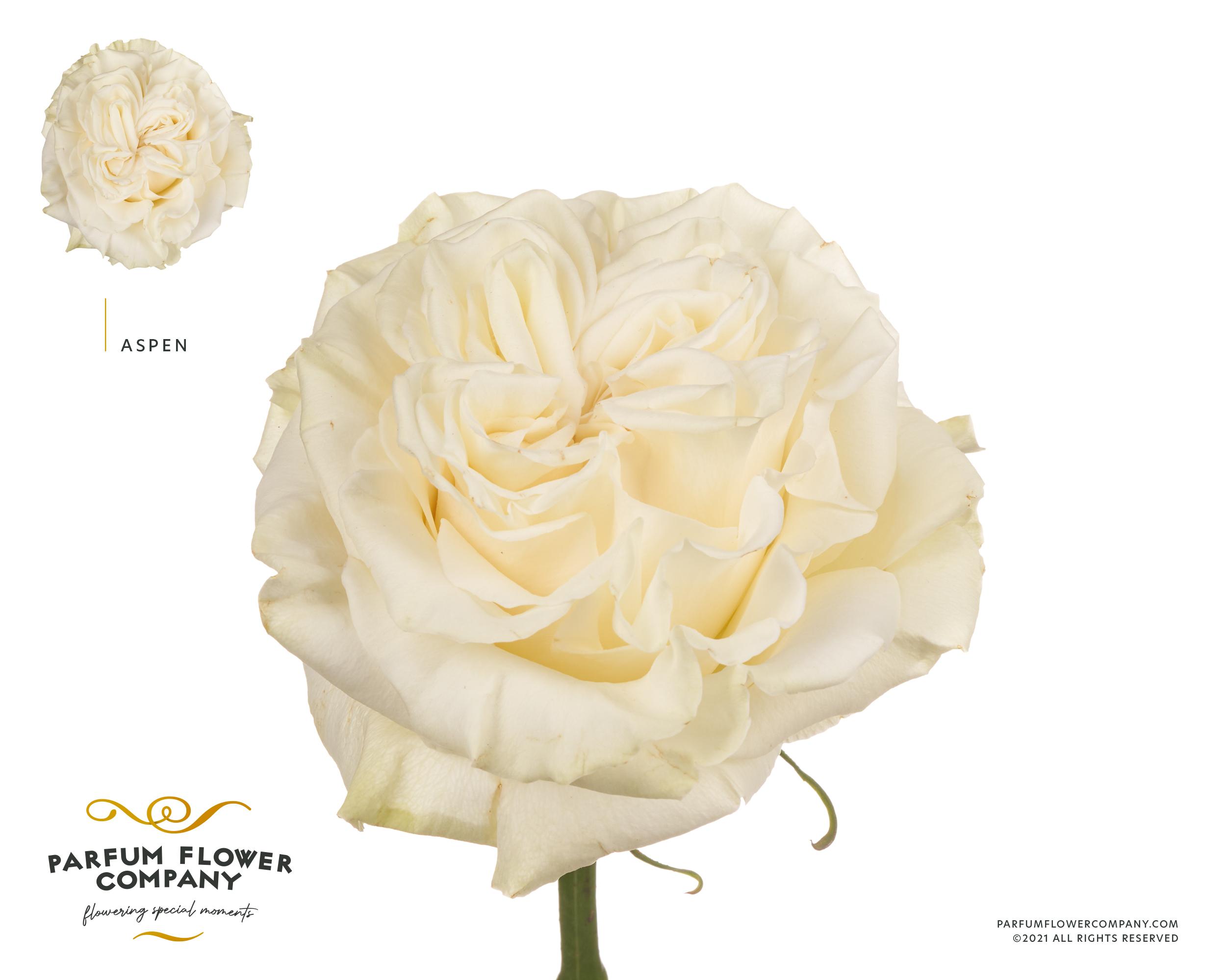 Срезанные цветы оптом Rosa garden aspen от 24шт из Голландии с доставкой по России