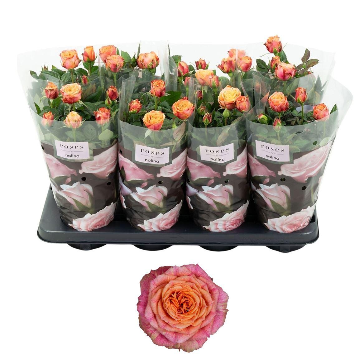 Горшечные цветы и растения оптом Rosa Patio Lenora от 8шт из Голландии с доставкой по России