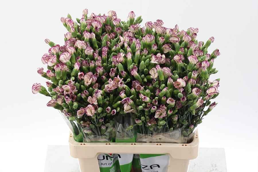 Срезанные цветы оптом Dianthus sp solomio tino от 100шт из Голландии с доставкой по России