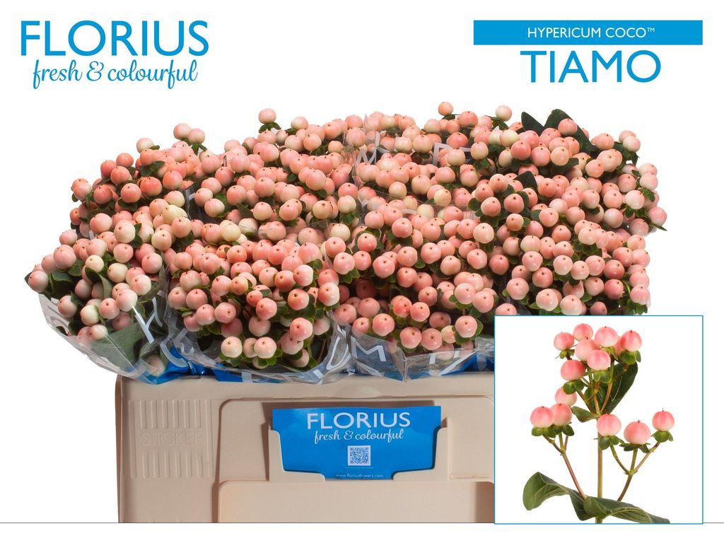 Срезанные цветы оптом Hypericum coco tiamo от 100шт. из Голландии с доставкой по России