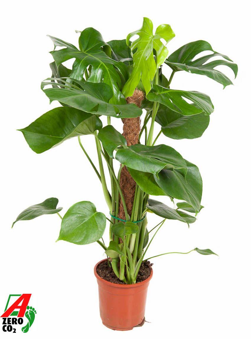 Горшечные цветы и растения оптом Monstera Deliciosa Mosspole от 1шт из Голландии с доставкой по России