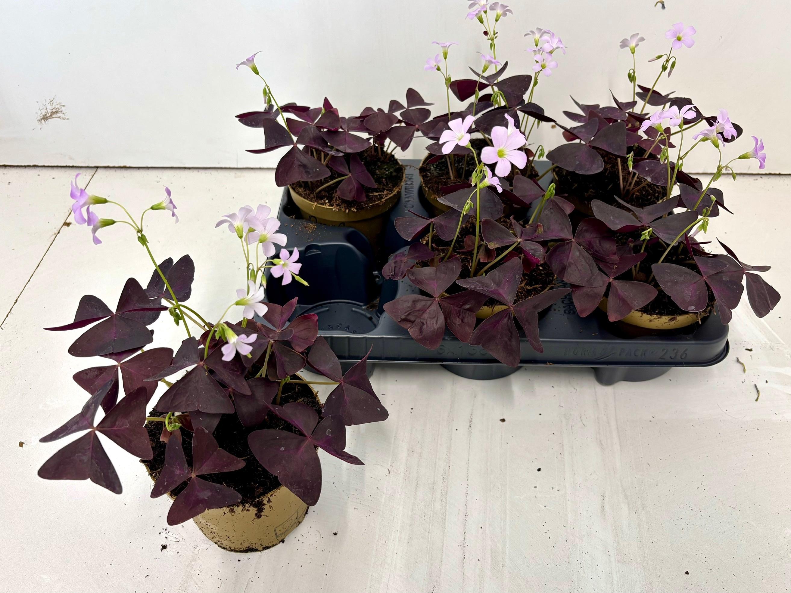 Горшечные цветы и растения оптом Oxalis Triangularis от 6шт из Голландии с доставкой по России
