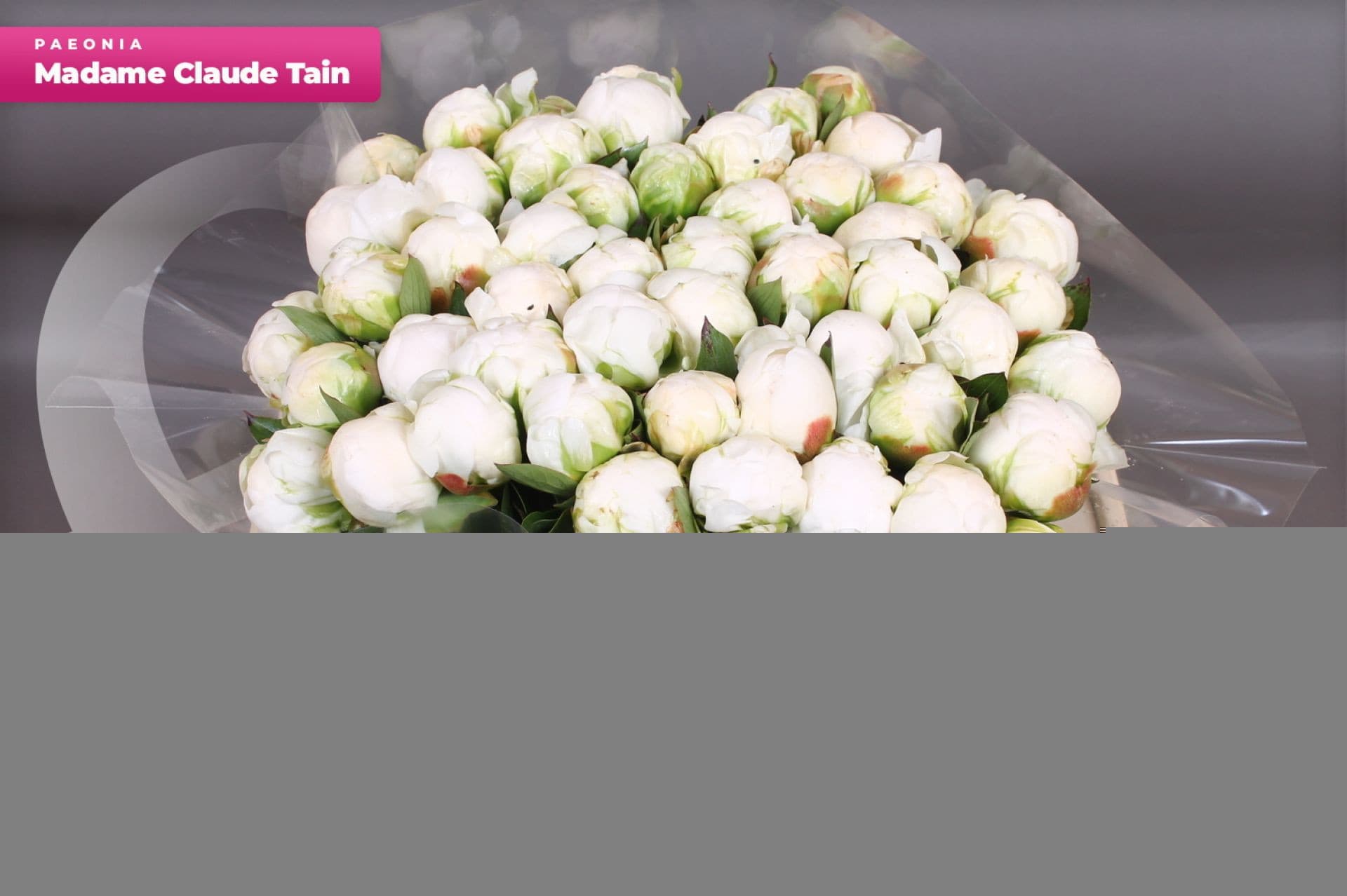 Срезанные цветы оптом Paeonia claude tain от 40шт. из Голландии с доставкой по России