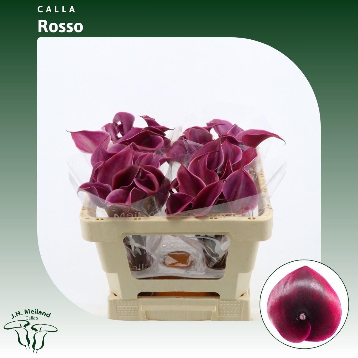 Срезанные цветы оптом Zantedeschia rosso от 40шт из Голландии с доставкой по России