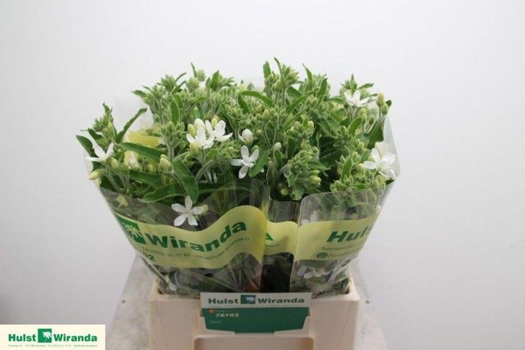 Срезанные цветы оптом Oxypetalum alba от 40шт из Голландии с доставкой по России