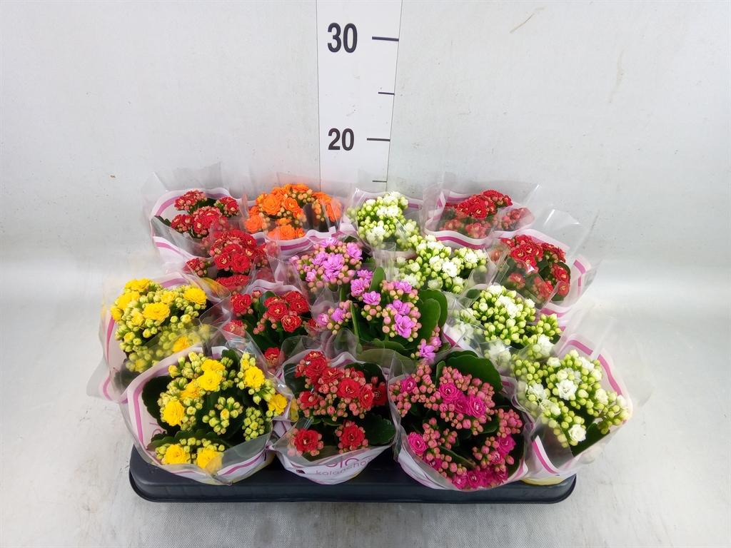 Горшечные цветы и растения оптом Kalanchoe Blos.   ..rosebud Mix  5 от 16шт (для телеги) из Голландии с доставкой по России