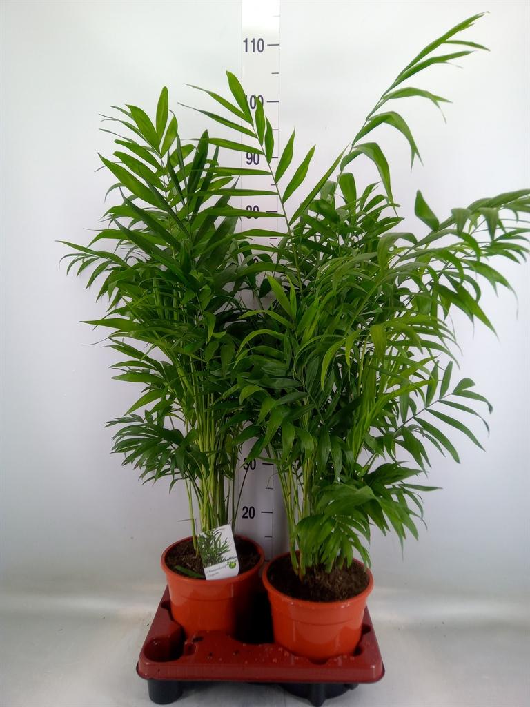Горшечные цветы и растения оптом Chamaedorea Elegans от 2шт из Голландии с доставкой по России