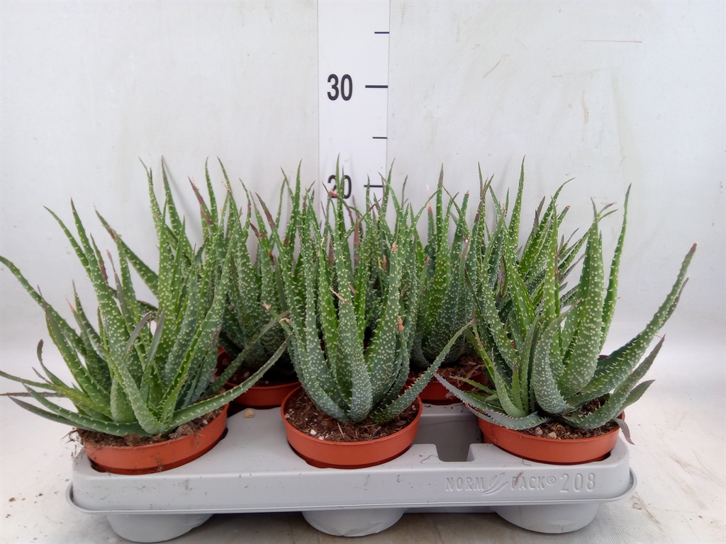 Горшечные цветы и растения оптом Aloe Humilis от 8шт из Голландии с доставкой по России