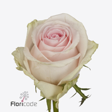 Срезанные цветы оптом Rosa large revival sweet от 40шт из Голландии с доставкой по России