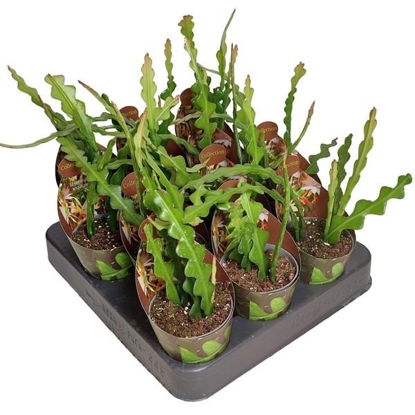 Горшечные цветы и растения оптом Epiphyllum Anguliger Potcover от 12шт (для телеги) из Голландии с доставкой по России