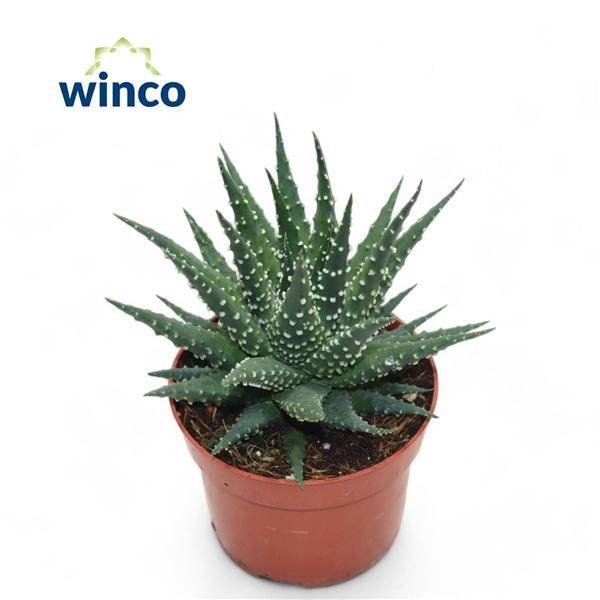 Горшечные цветы и растения оптом Haworthia Margaritifera от 10шт из Голландии с доставкой по России