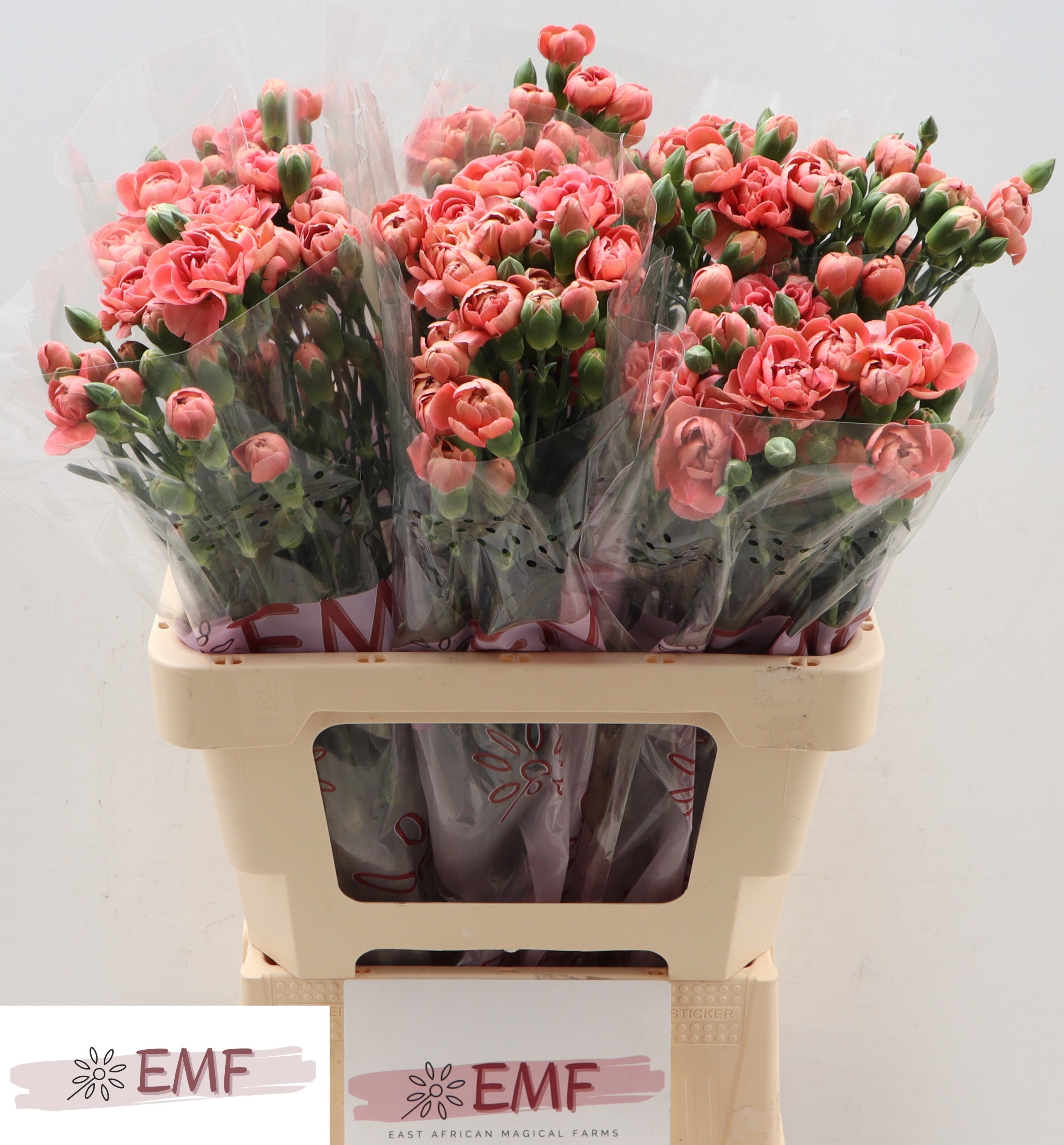Срезанные цветы оптом Dianthus sp miss trendy от 60шт. из Голландии с доставкой по России
