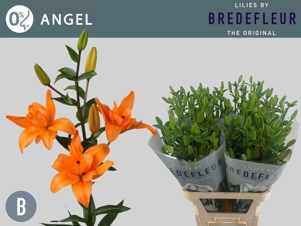 Срезанные цветы оптом Lilium la butterfly angel от 50шт из Голландии с доставкой по России