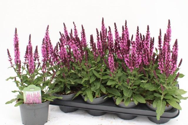Горшечные цветы и растения оптом Salvia Ne Midnigh Rs от 8шт из Голландии с доставкой по России