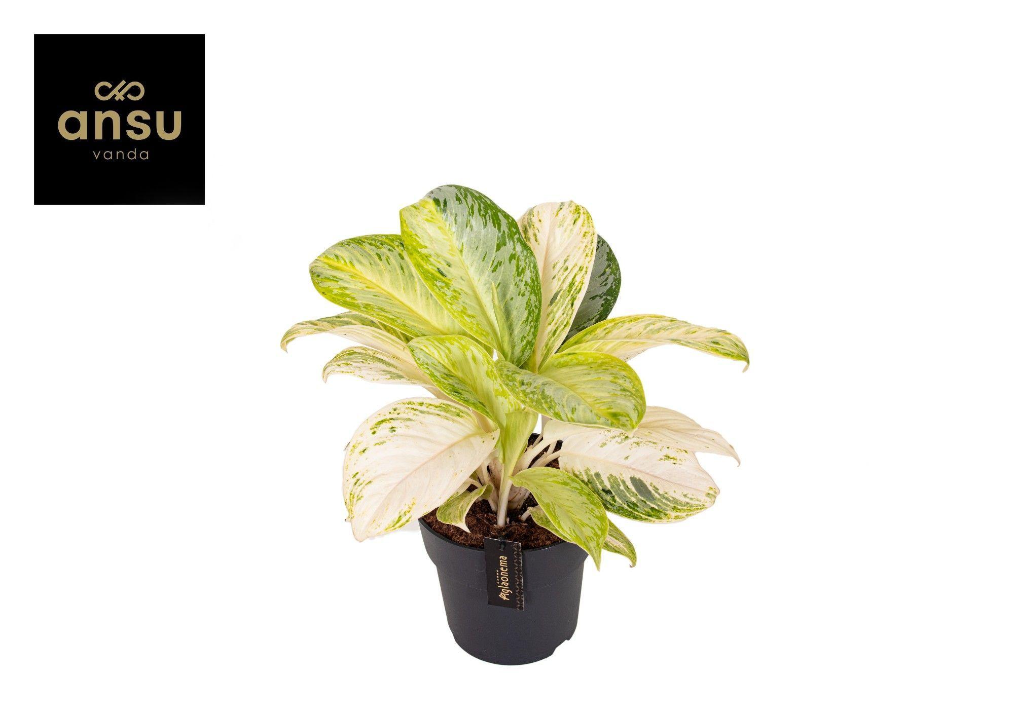 Горшечные цветы и растения оптом Aglaonema Citronelle от 3шт из Голландии с доставкой по России