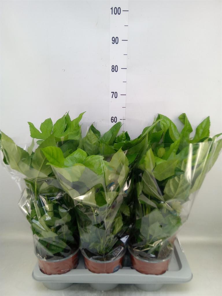 Горшечные цветы и растения оптом Fatsia Japonica   ... от 6шт из Голландии с доставкой по России