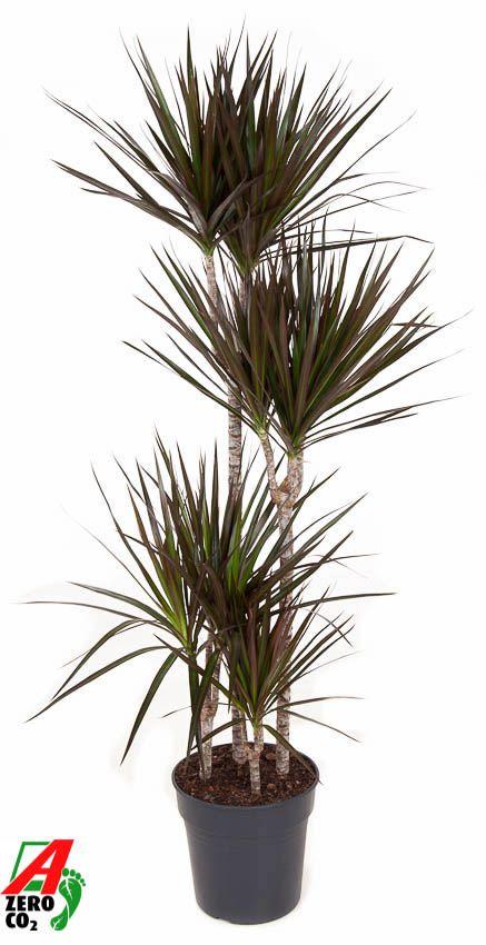 Горшечные цветы и растения оптом Drac Magenta 90-60-30-15 от 1шт из Голландии с доставкой по России