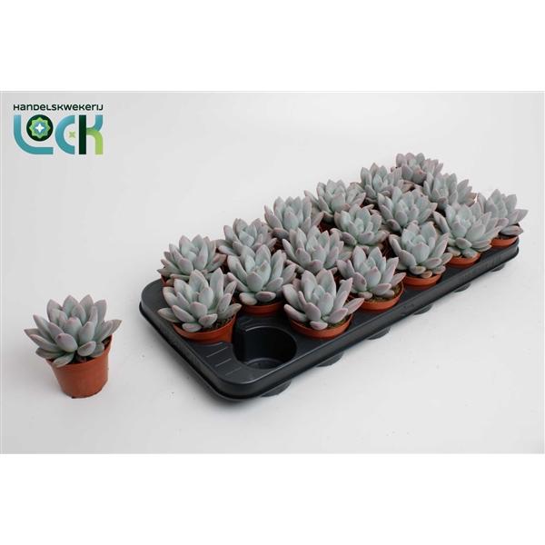 Горшечные цветы и растения оптом Echeveria Apus от 18шт (для телеги) из Голландии с доставкой по России