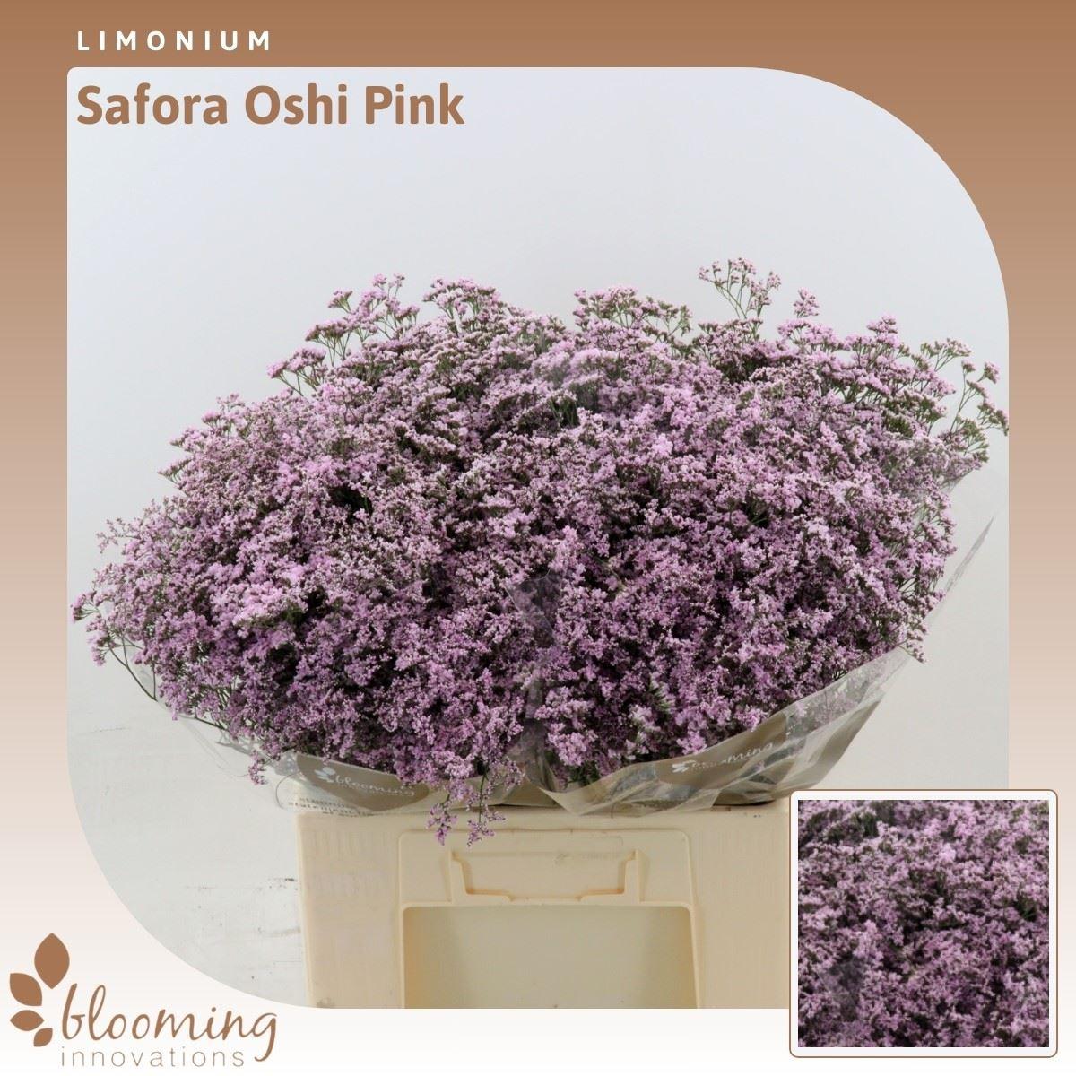 Срезанные цветы оптом Limonium safora oshi pink от 100шт из Голландии с доставкой по России
