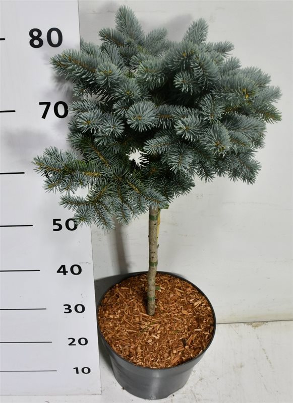 Горшечные цветы и растения оптом Picea Pung Glauca Globosa On Stem от 1шт из Голландии с доставкой по России