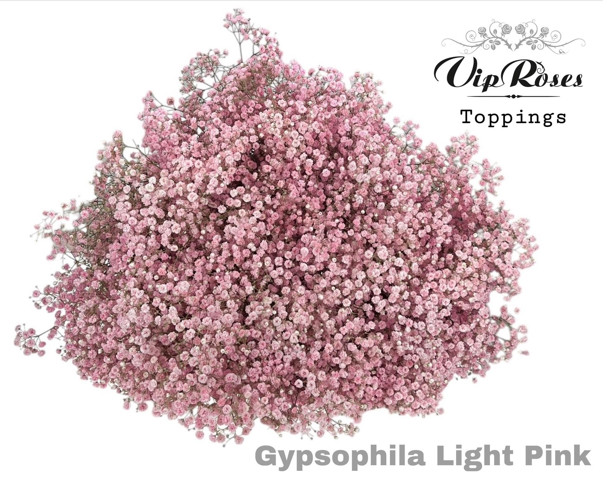 Срезанные цветы оптом Gyps large paint pink light от 25шт из Голландии с доставкой по России
