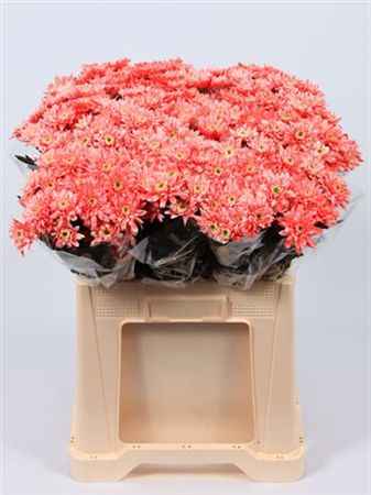 Срезанные цветы оптом Chrys sp paint euro pink от 60шт из Голландии с доставкой по России