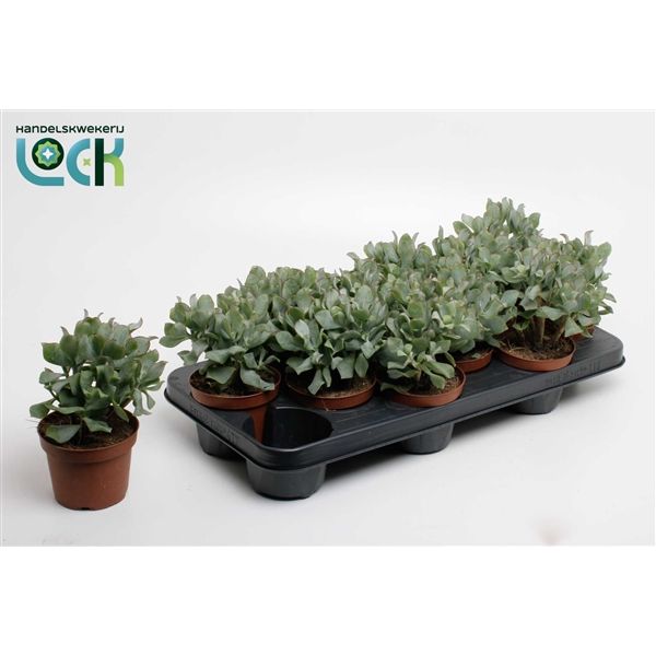 Горшечные цветы и растения оптом Crassula Arborensis Cristaat от 9шт из Голландии с доставкой по России